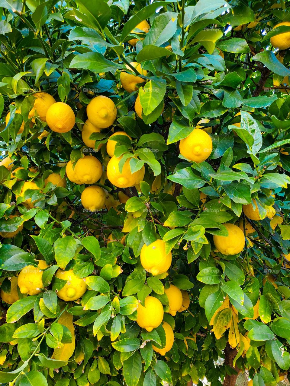 An abundance of lemons grow under the Arizona sun