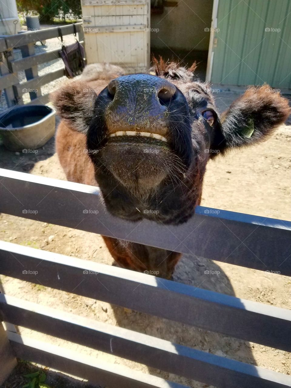 cow smiling