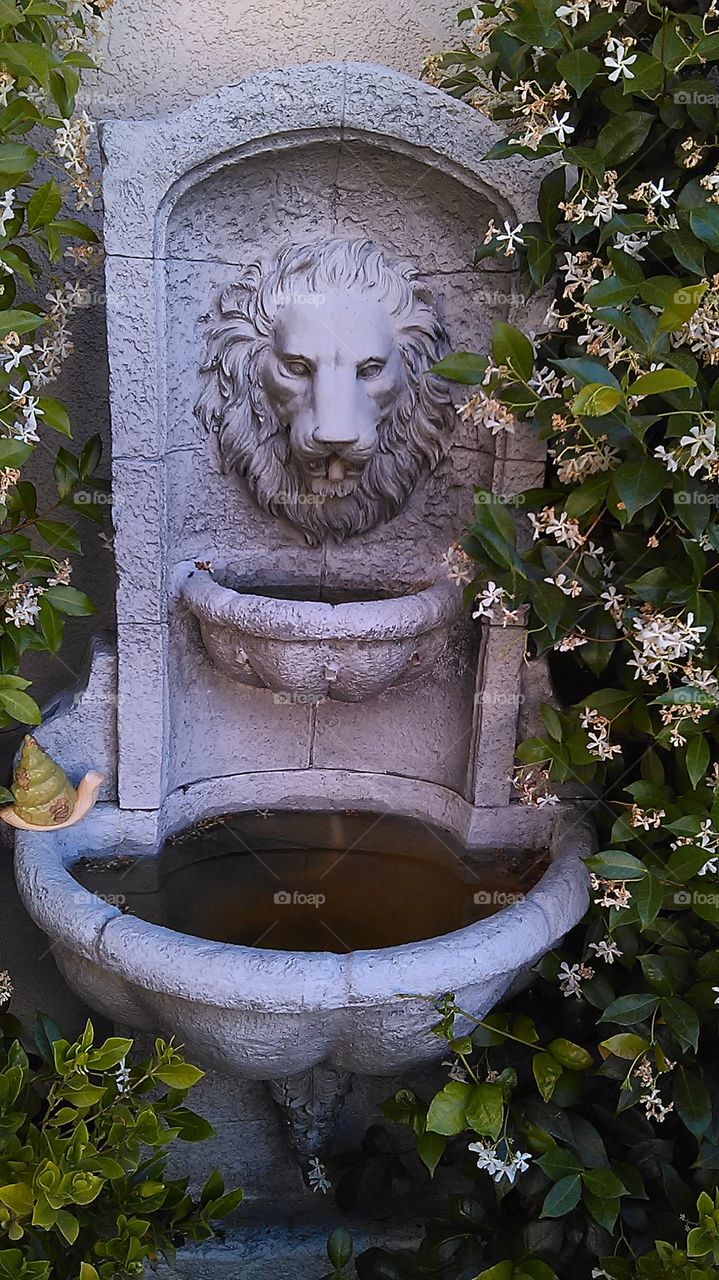 Lionhead birdbath. Working in the front yard