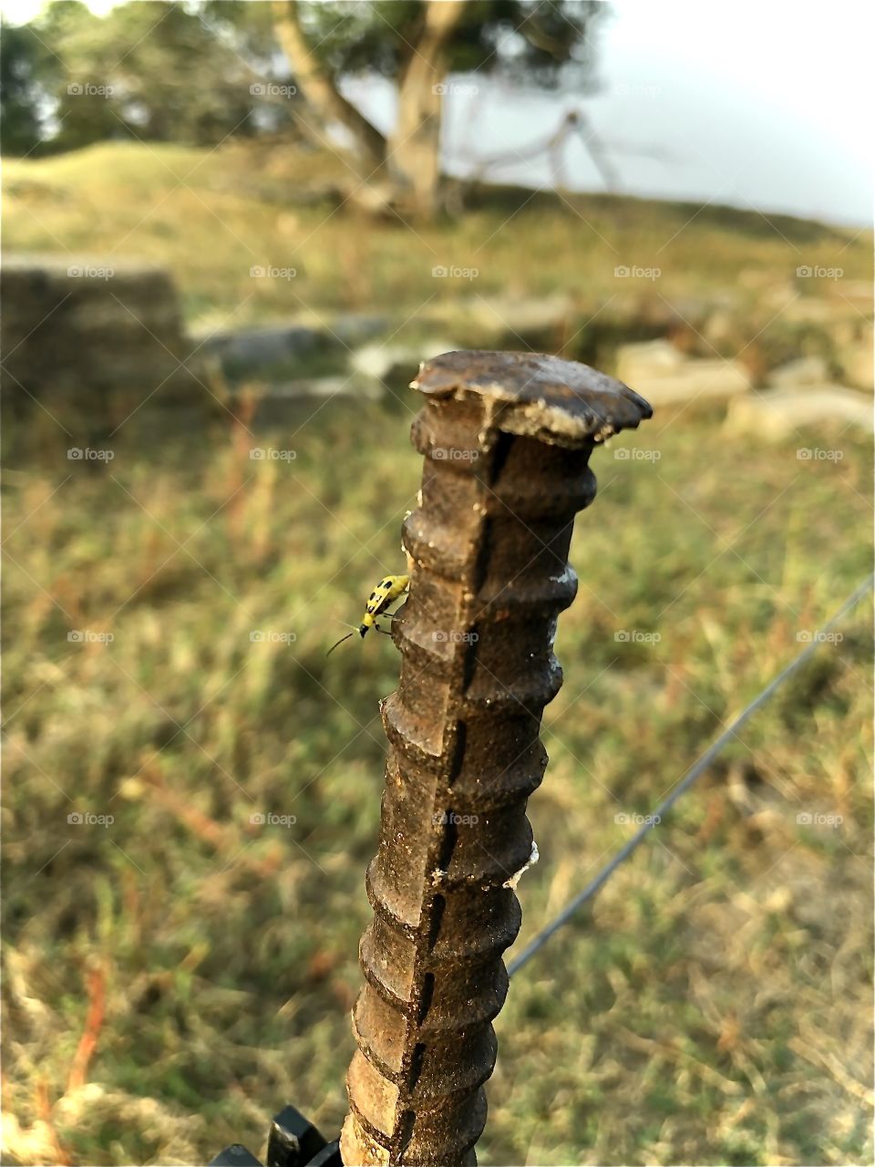 Single Yellow Spotted Beetle  