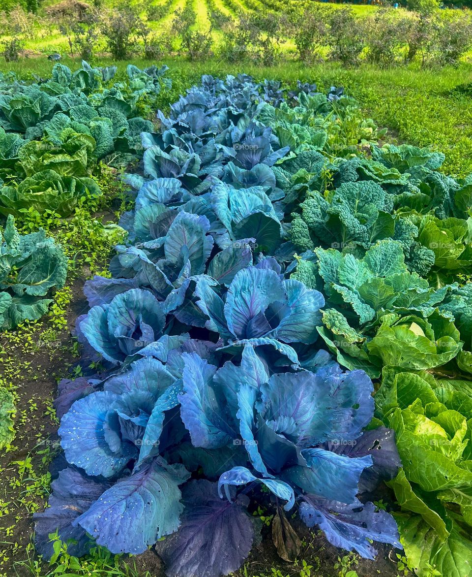 Cabbage field