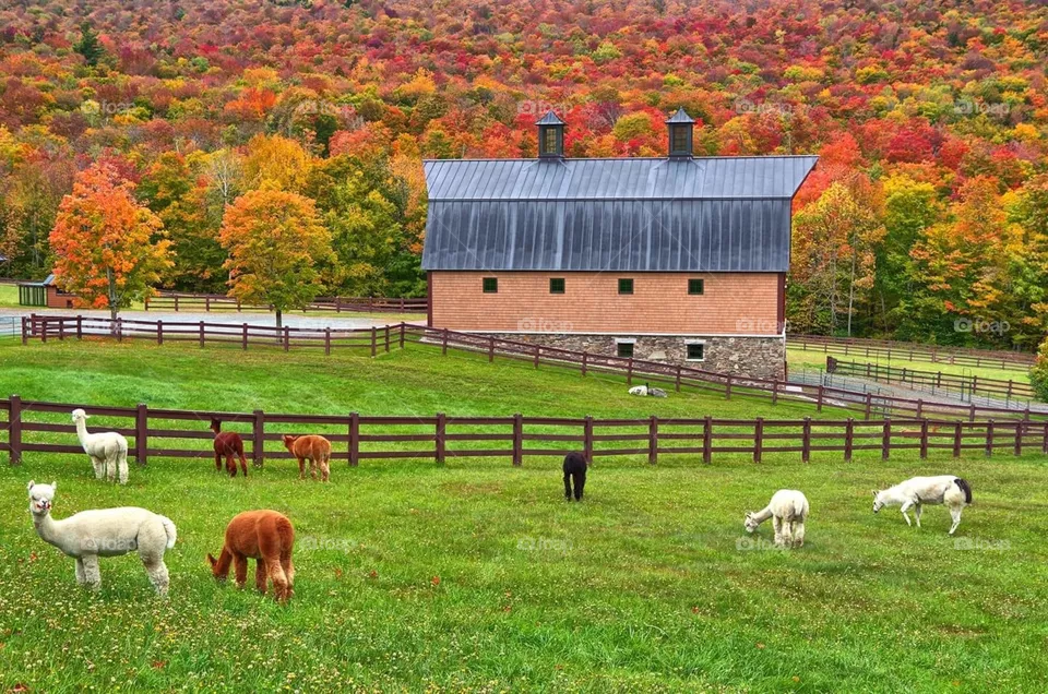 Farm