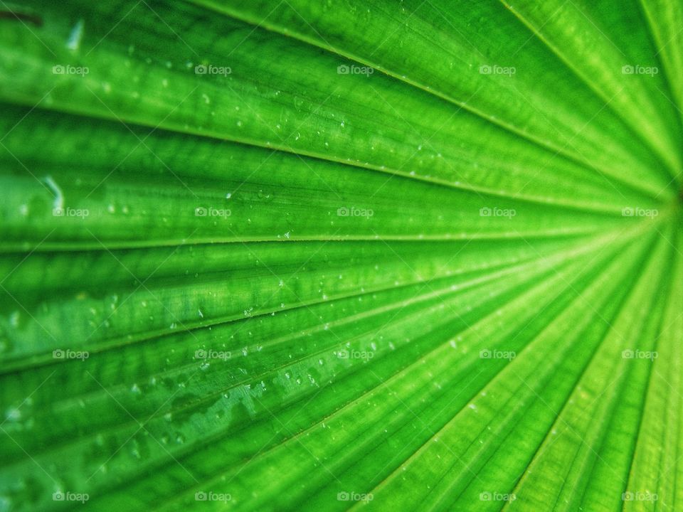 Green texture