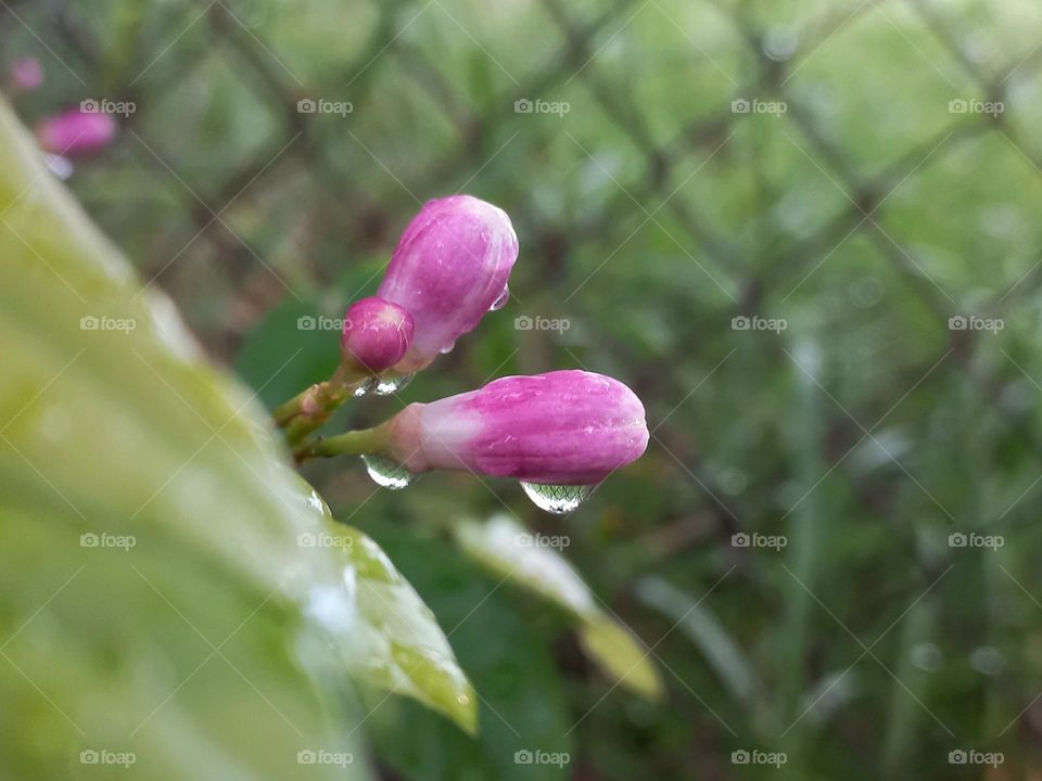 raindrops on a lemon flower bud.