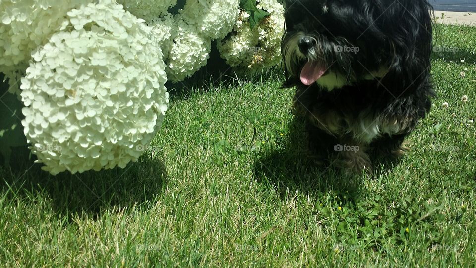 Small Dog Big Flowers