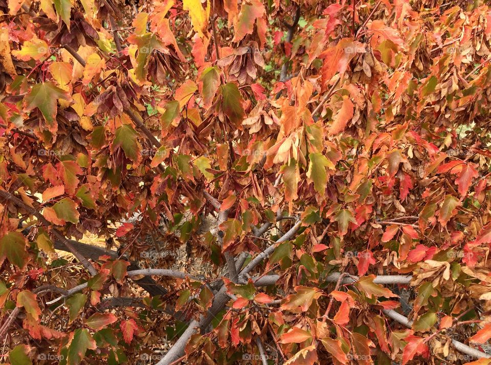 Fall colored leaves burst from branches. 