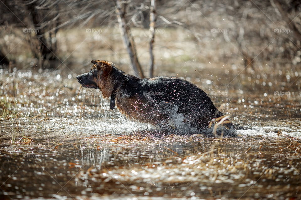 German shepherd dog outdoor have fun in a spring pond 