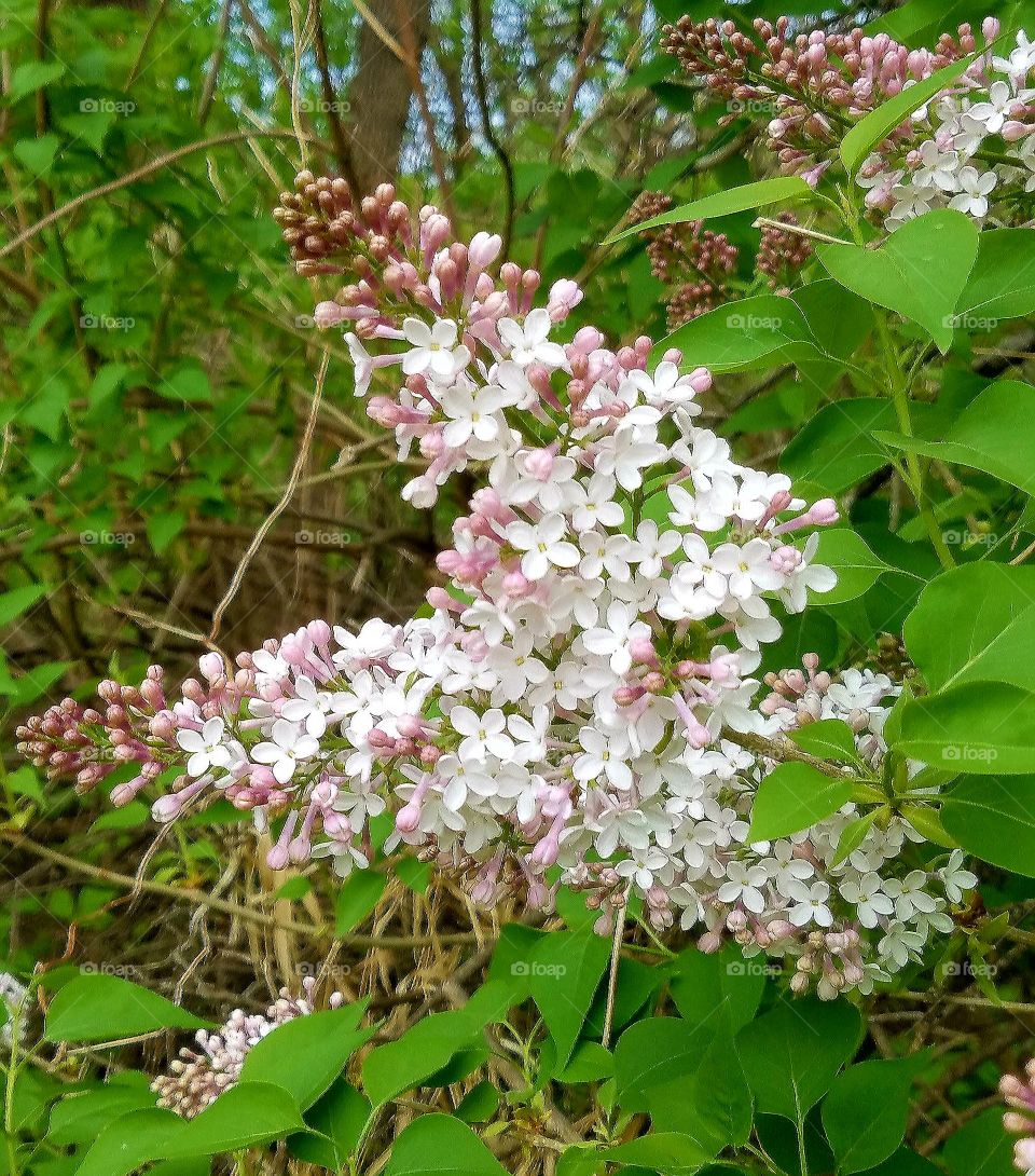 spring flowering tree