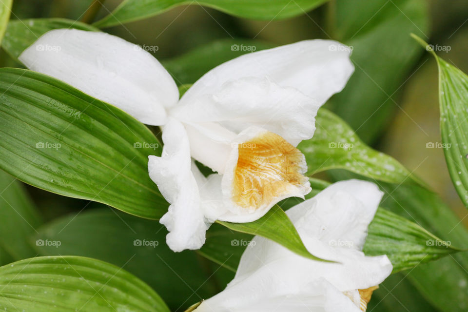 macro shot of a sobralia orchid. sobralia is a genus of about 125
