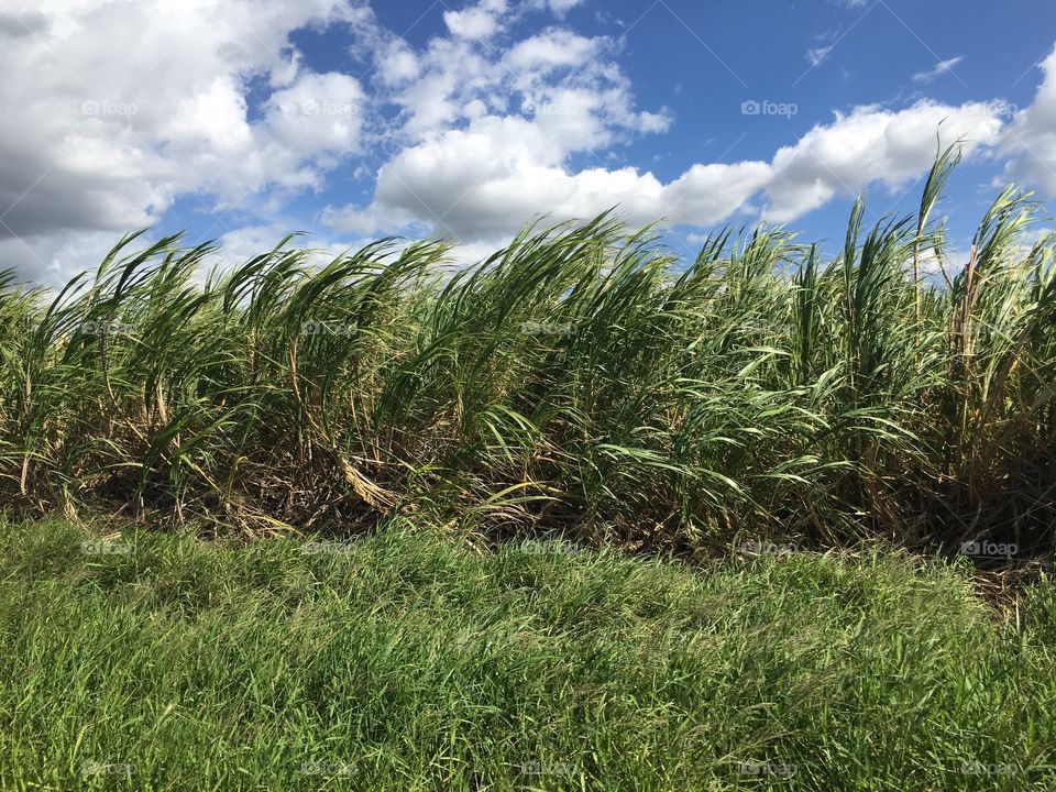 Sugar cane plants swaying in the wind