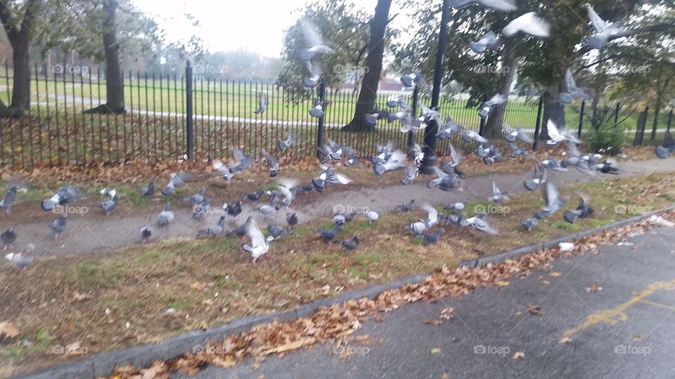 Pigeons