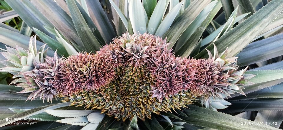 pineapple fruit