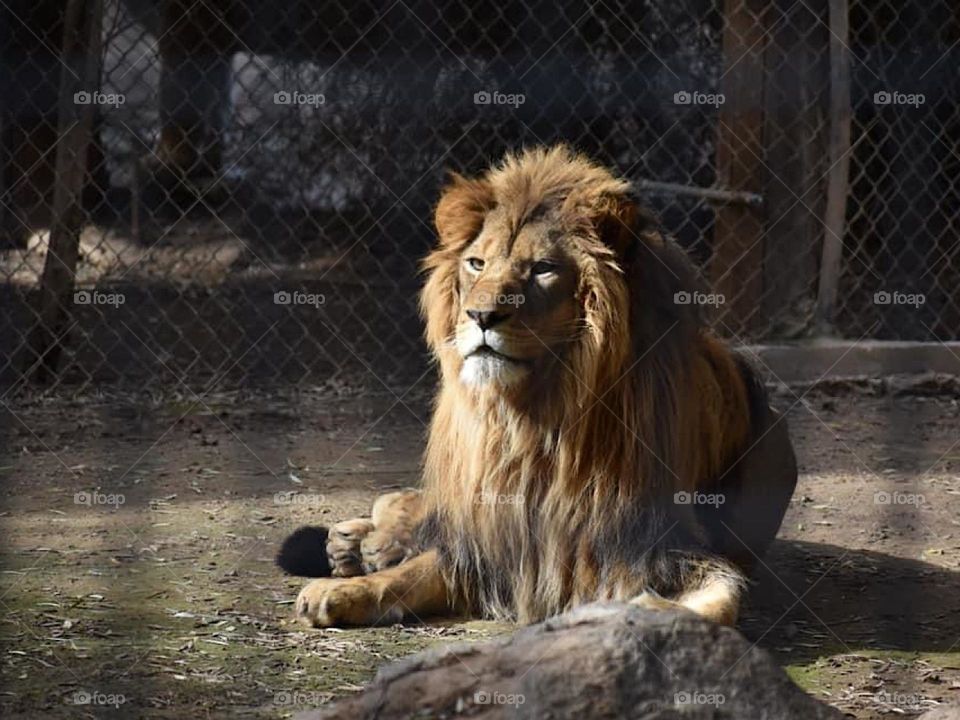 Lion 