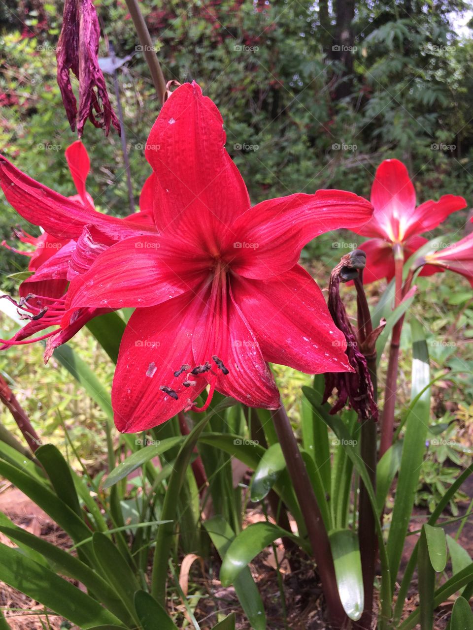 Lily. Red lily