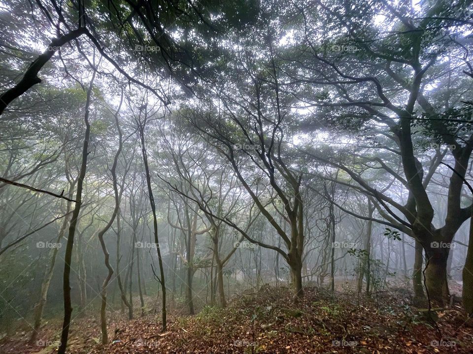 fog and forest