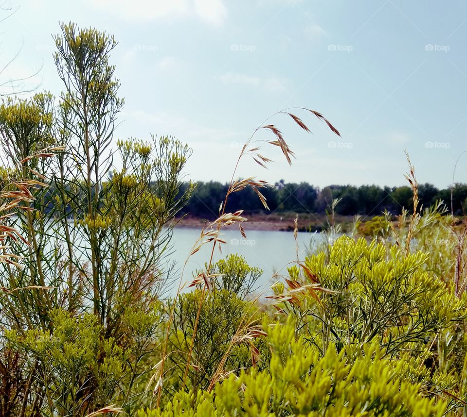 Landscape, Nature, Sky, Tree, Water