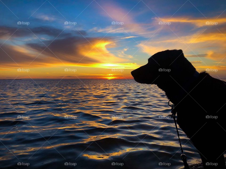 My dog enjoying the boat and the Gulf of Mexico 