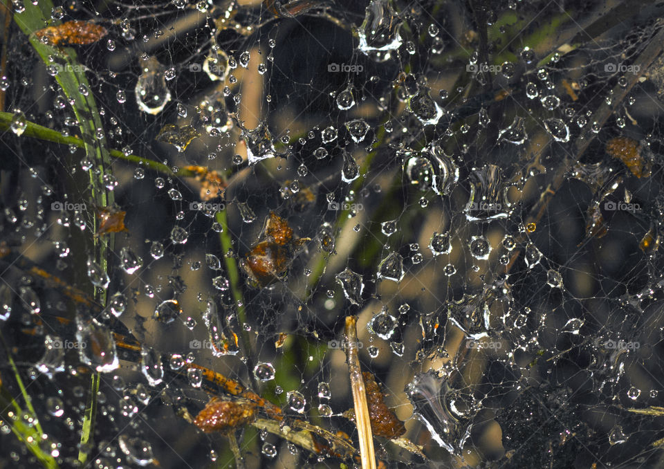 Raindrops on spider web, background