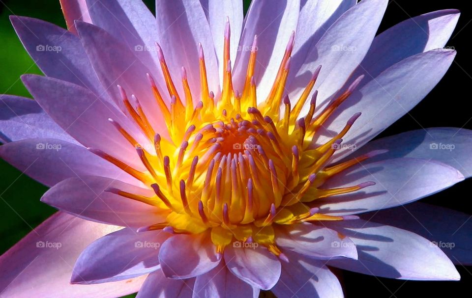 Water lily. Water lily in Bora Bora, French Polynesia