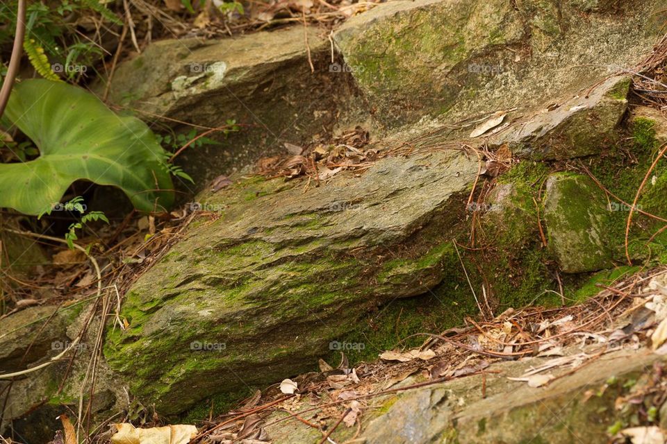 Rainforest Steps