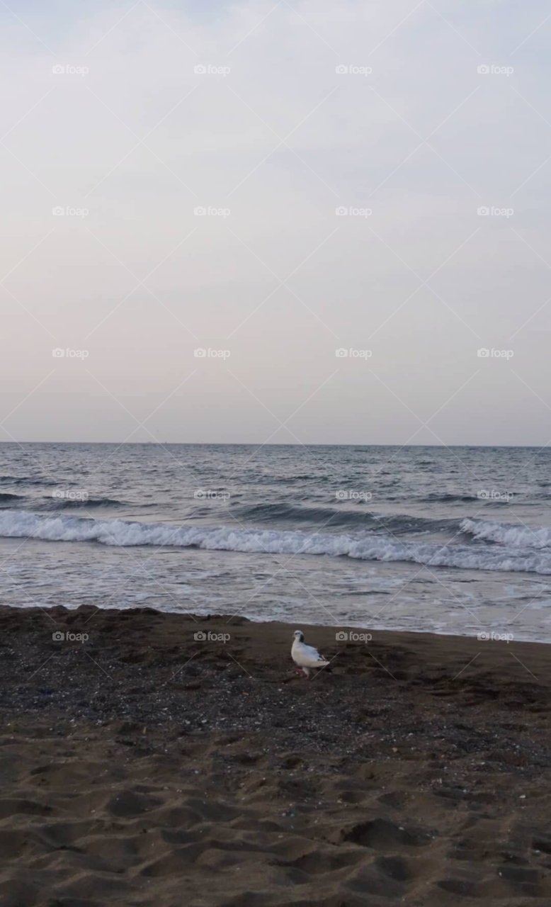 Just contemplating the fascinating creatures 