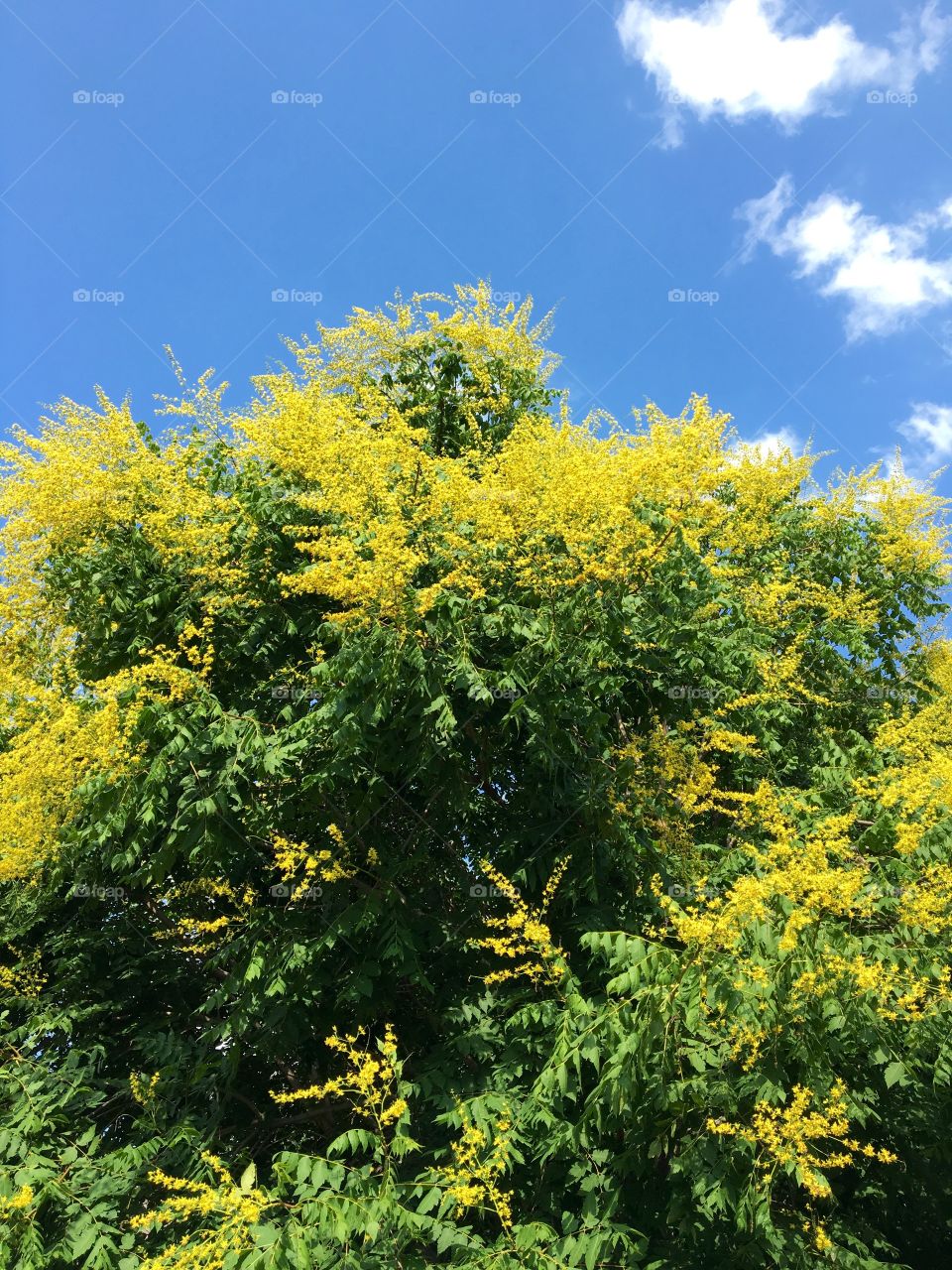 Tree with yellow flowers in bloom