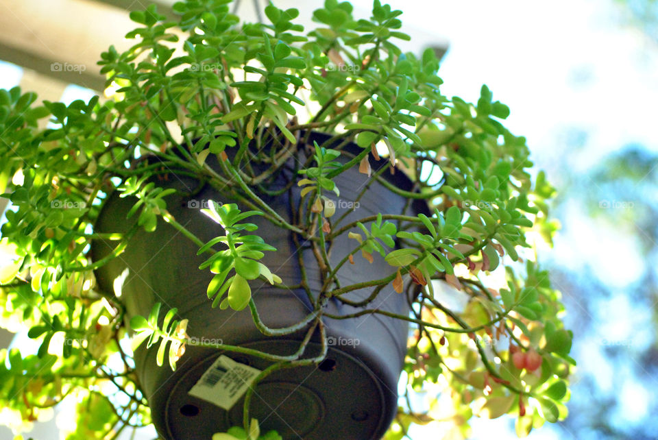 hanging plant