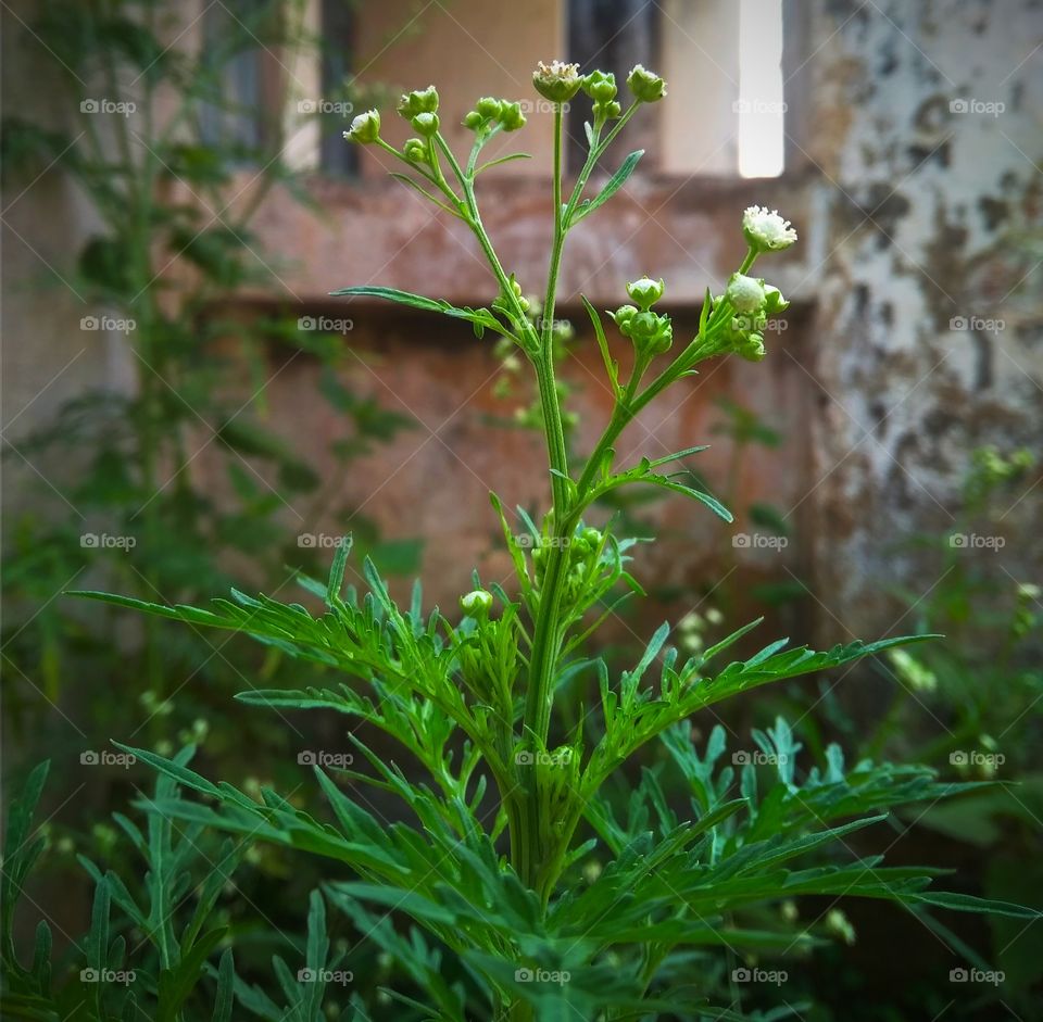 nature describes the smallest things with its greatness