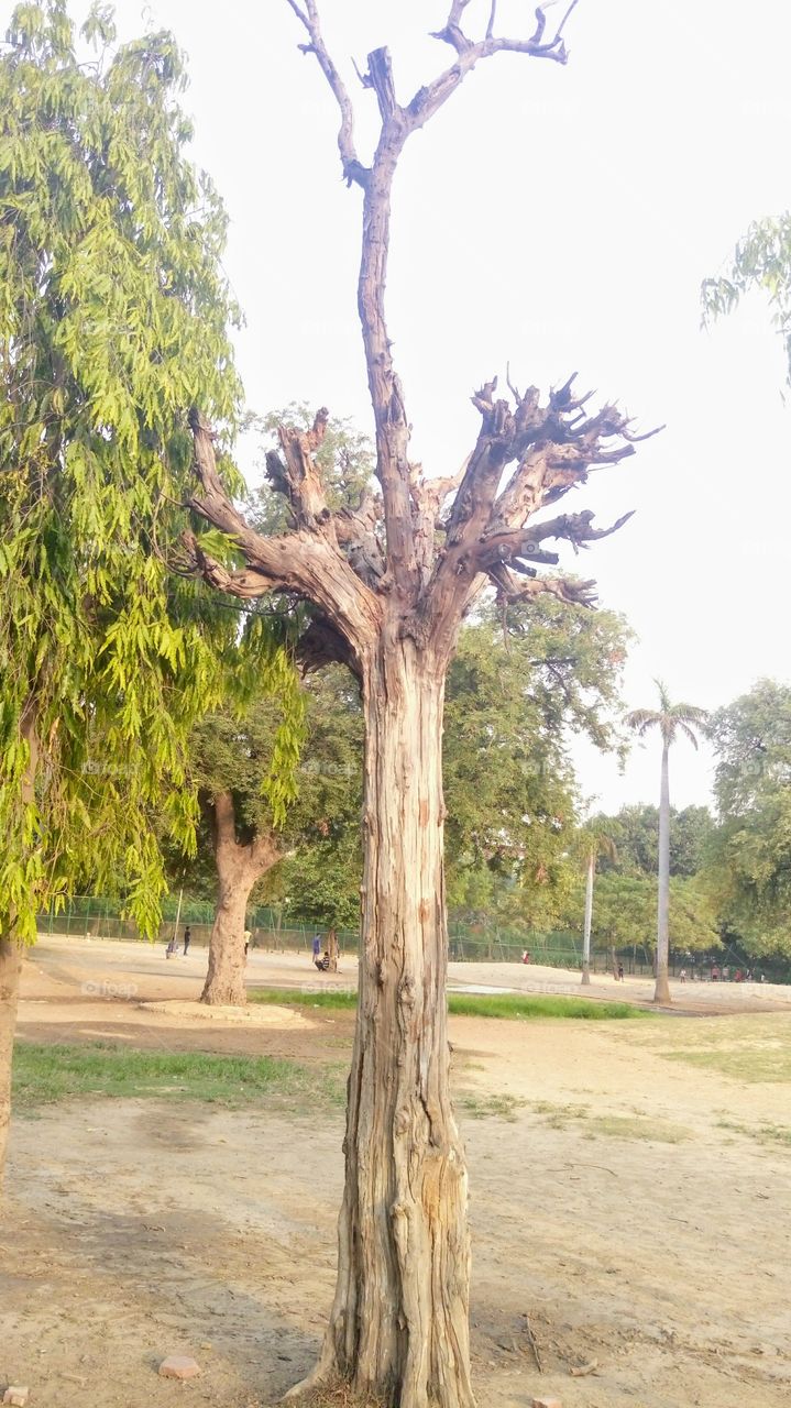 a draught tree stand in the garden Delhi 2018