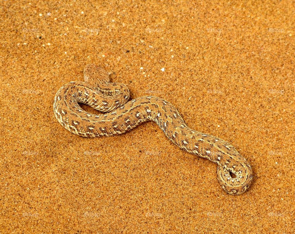Poisonous Peringuey adder or sidewinding adder snake (Bitis
peringueyi) on orange namibian sand of Namib desert in Namibia