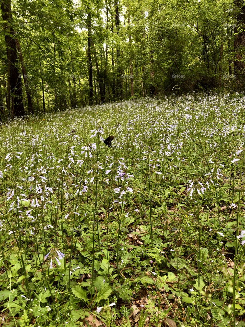 Forest meadow with wildflowers and butterfly 