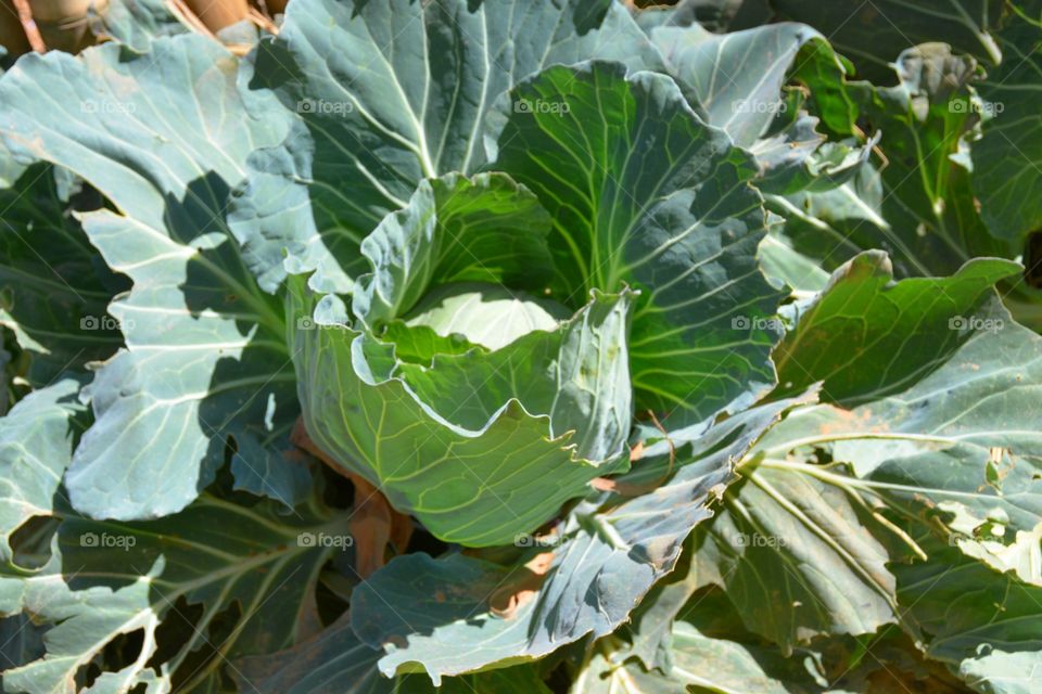 Close-up of cabbage plant