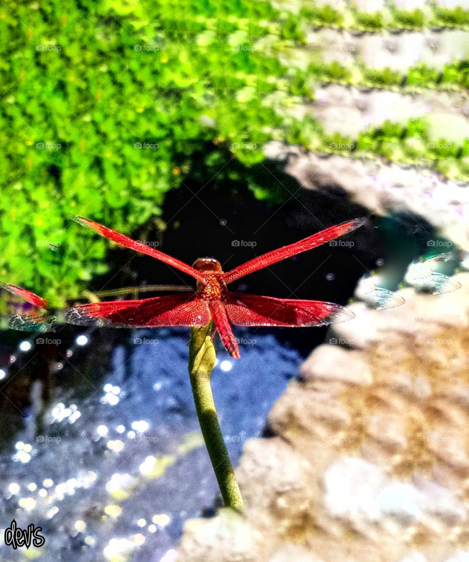 A red one on the grass