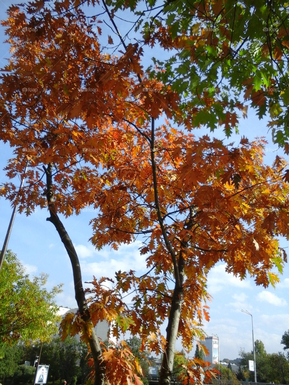 Autumn trees snd sky