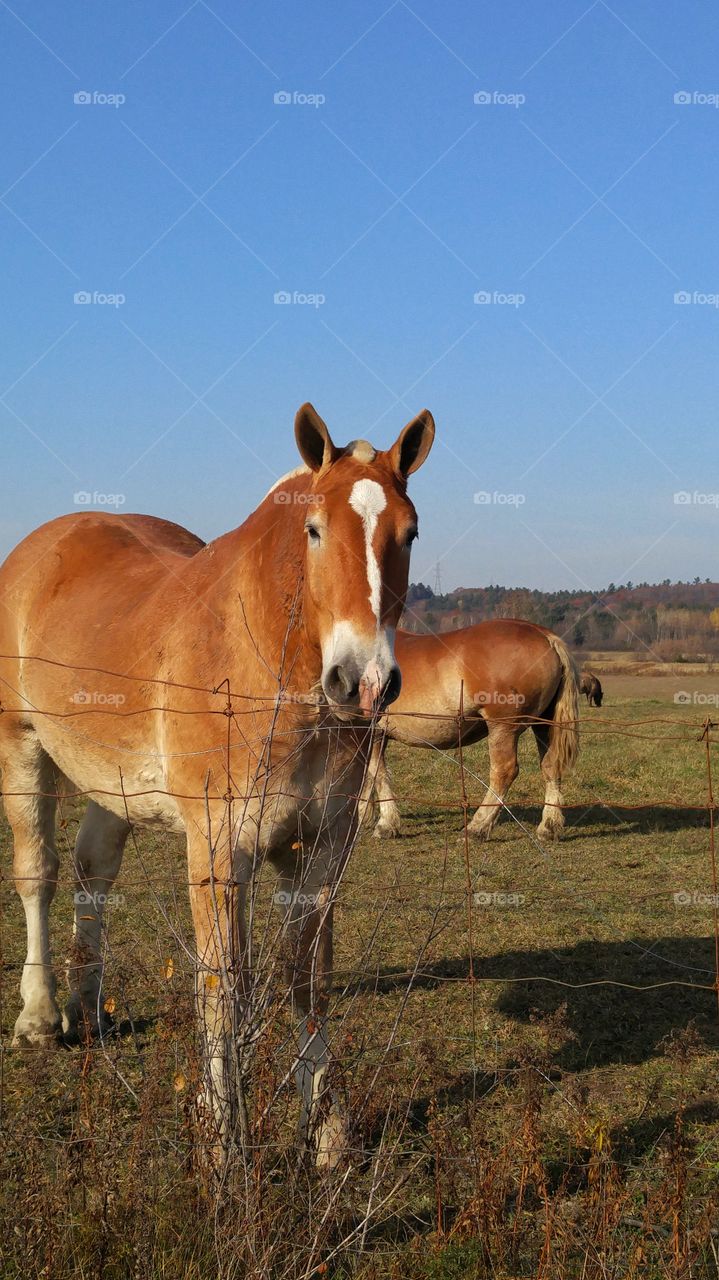 Horses in the field