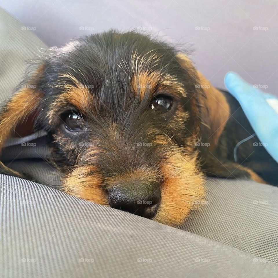 Jamnik szorstkowłosy