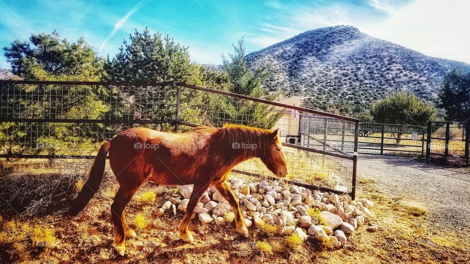 Wild horses in New Mexico