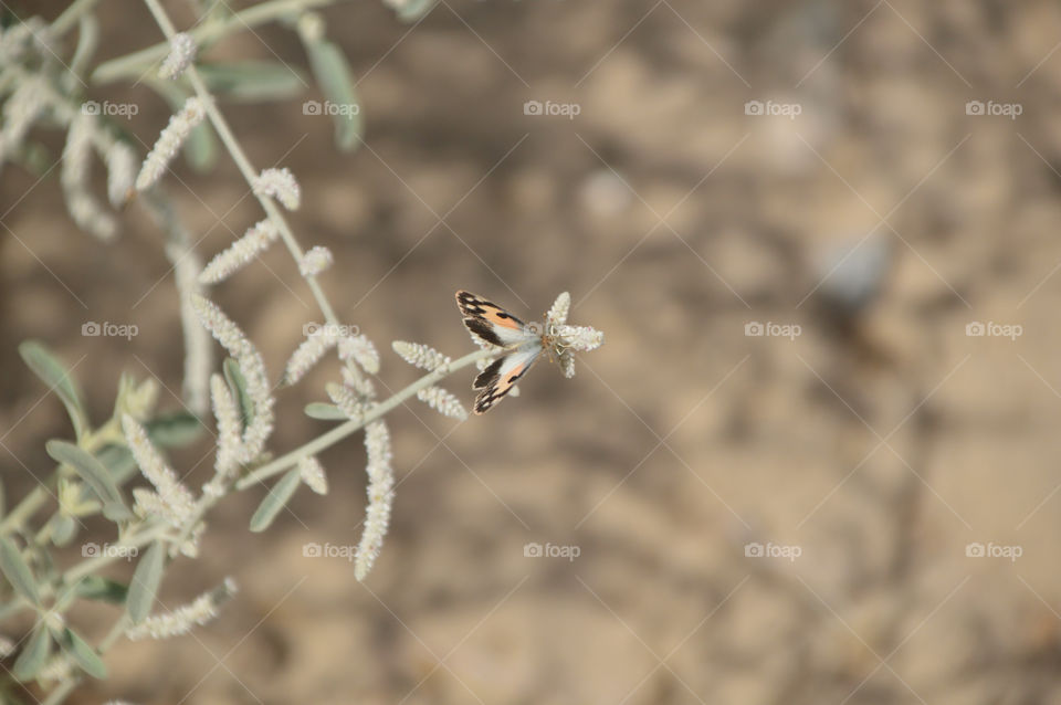 butterfly on a plant branch
