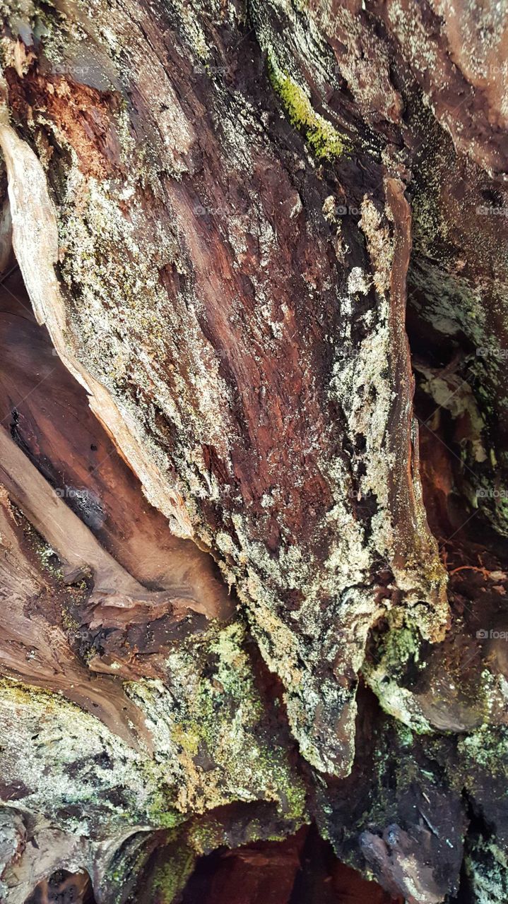 Bark from a fallen tree in Calaveras Big Trees State Park.