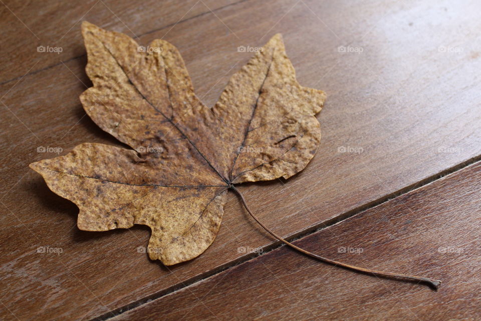 Autumn leaf