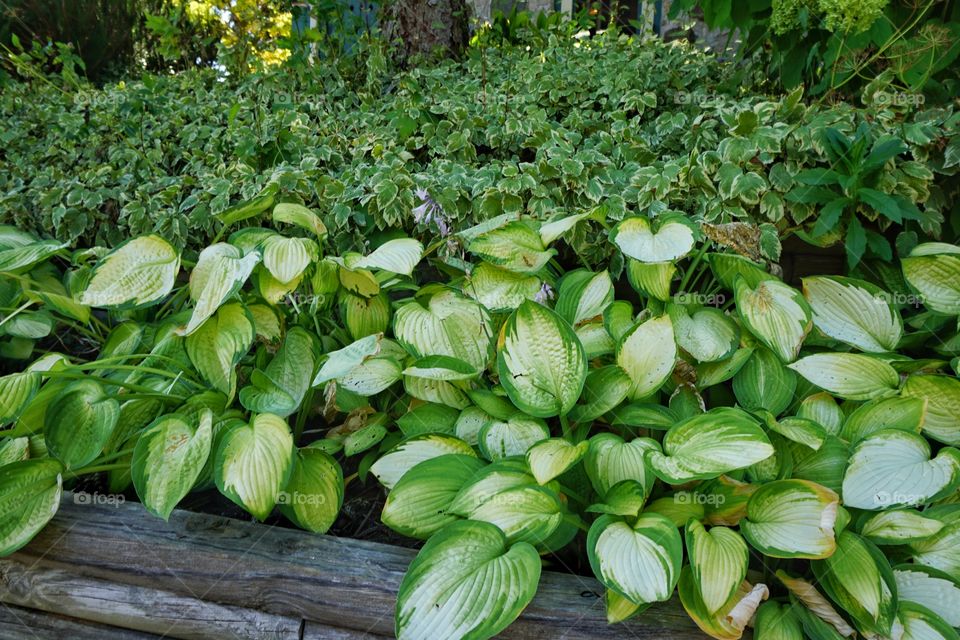 Close-up of a plant leaves