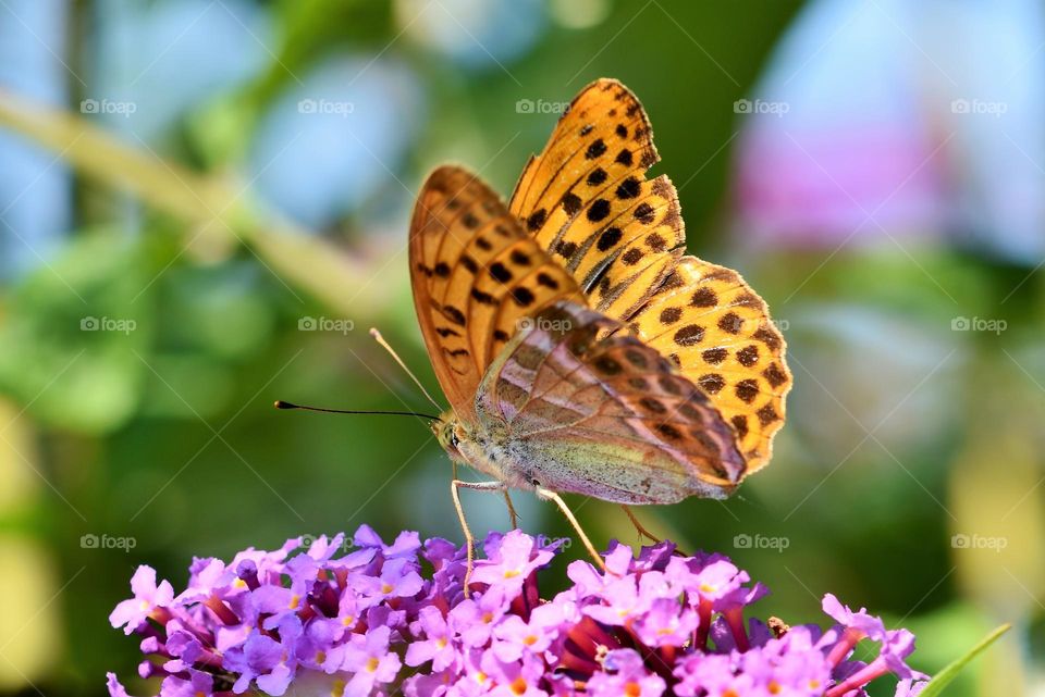 Beautiful and colourful butterfly