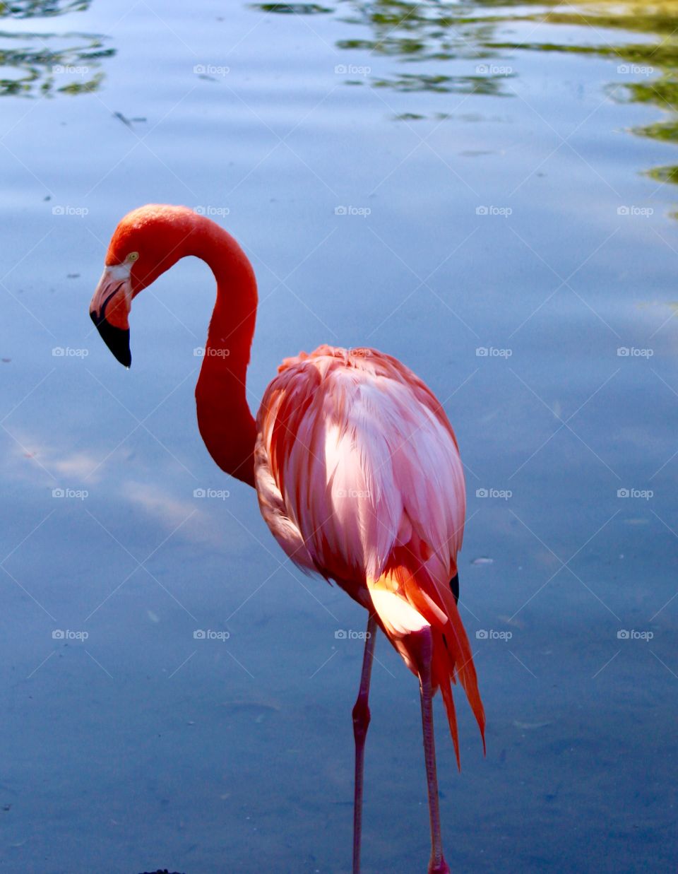 Flamingo