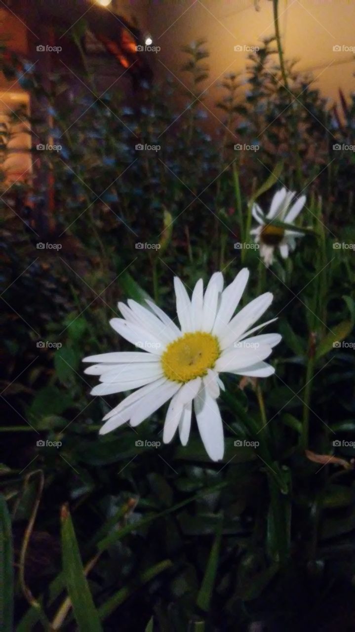 Flower, Nature, No Person, Flora, Summer