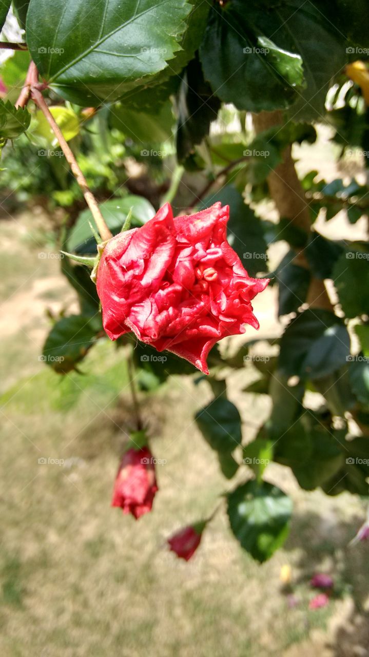 red flower. captutt this picture in my garden