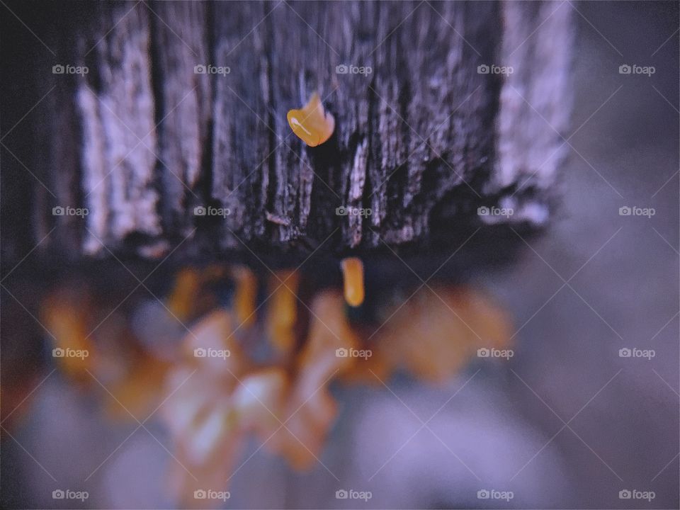 Wood plank with fungus on it. 