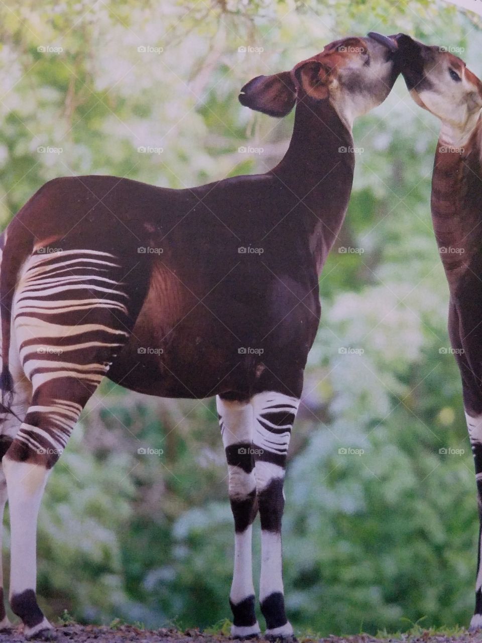 okapi