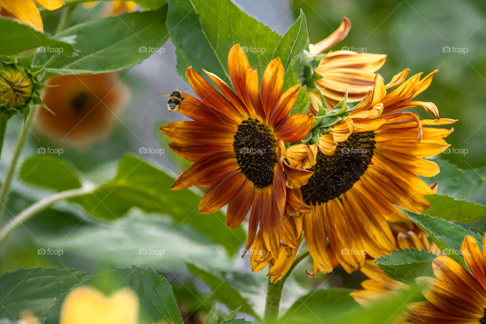 sunflowers bees and bumblebees