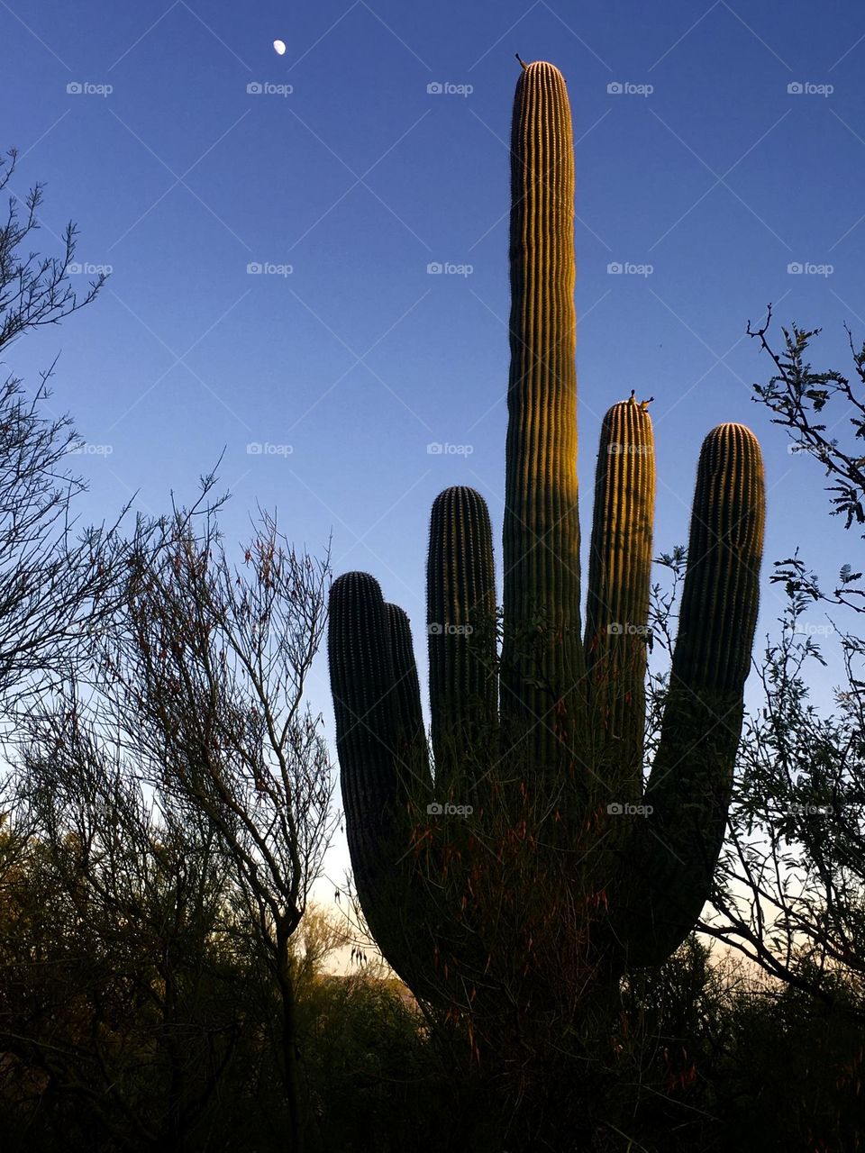 Tucson saguaro cactus gives you the finger 