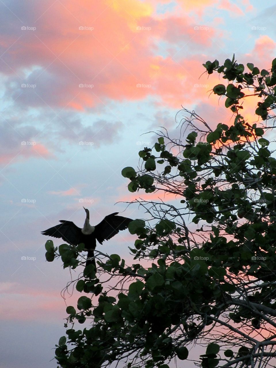 Anhinga. Anhinga or snake bird drying it's wings after diving into water for fish